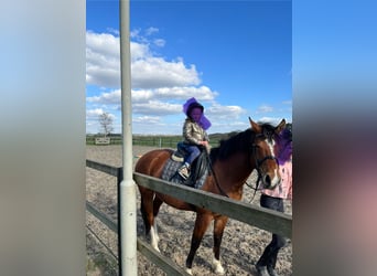 Freiberger, Stallion, 6 years, 15,1 hh, Brown
