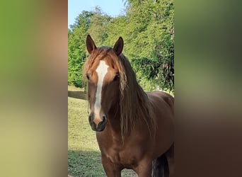 Freiberger, Stallion, 8 years, 15.1 hh, Chestnut-Red