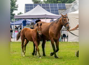 Freiberger, Stallion, Foal (03/2025), Brown