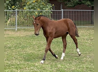 Freiberger, Stallion, Foal (03/2025), Brown
