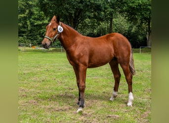Freiberger, Stallion, Foal (03/2025), Brown