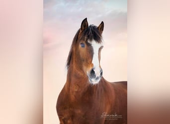Freiberger, Stallion, 20 years, 15,2 hh, Brown