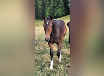 Freiberger, Stallion, Foal (04/2026), 15.1 hh, Bay-Dark