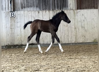 Freiberger, Stallion, , 15.1 hh, Bay-Dark