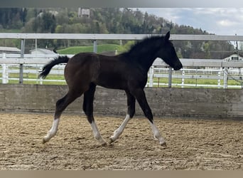 Freiberger, Stallion, , 15.1 hh, Bay-Dark
