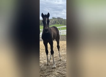 Freiberger, Stallion, , 15.1 hh, Bay-Dark