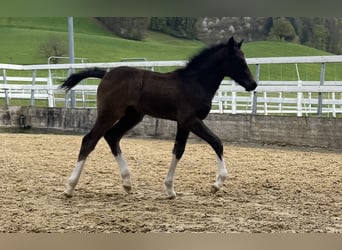 Freiberger, Stallion, , 15.1 hh, Bay-Dark