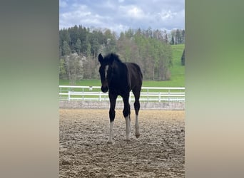 Freiberger, Stallion, , 15.1 hh, Bay-Dark