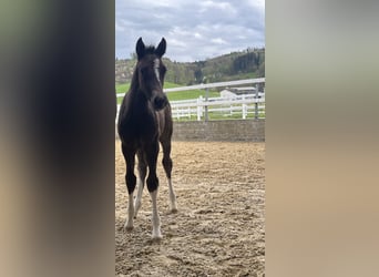 Freiberger, Stallion, , 15.1 hh, Bay-Dark