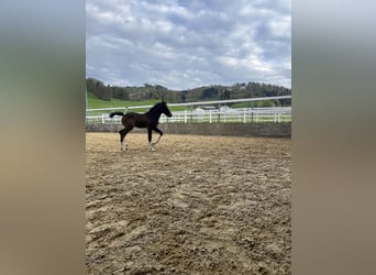Freiberger, Stallion, , 15.1 hh, Bay-Dark