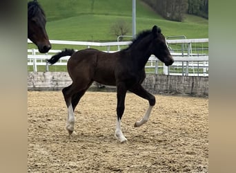 Freiberger, Stallion, , 15.1 hh, Bay-Dark