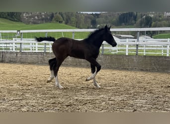 Freiberger, Stallion, , 15.1 hh, Bay-Dark