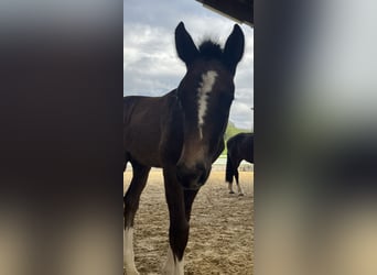 Freiberger, Stallion, , 15.1 hh, Bay-Dark