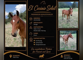 Freiberger, Stallion, Foal (03/2026), 15.1 hh, Brown