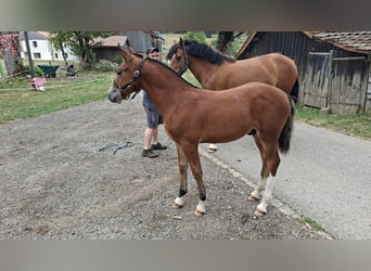 Freiberger, Stallion, Foal (03/2026), 15.1 hh, Brown