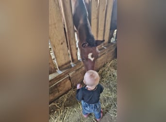 Freiberger, Stallion, Foal (03/2026), 15.1 hh, Brown
