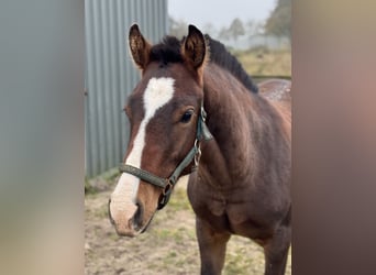 Freiberger, Stallion, , 15,2 hh, Brown