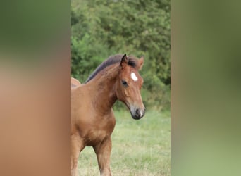 Freiberger, Stallion, Foal (04/2026), 15.2 hh