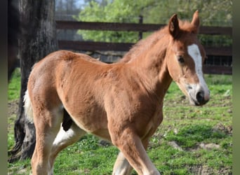 Freiberger, Stallion, Foal (03/2024), 15.2 hh, Chestnut