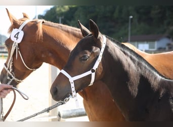 Freiberger, Stallion, Foal (03/2026), 15 hh, Bay-Dark