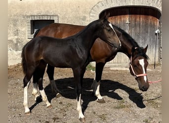 Freiberger, Stallion, Foal (05/2026), 15 hh, Bay-Dark