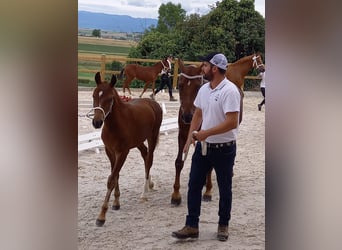 Freiberger, Stallion, Foal (04/2026), 15 hh, Chestnut-Red