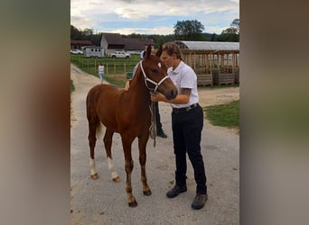 Freiberger, Stallion, Foal (04/2026), 15 hh, Chestnut-Red