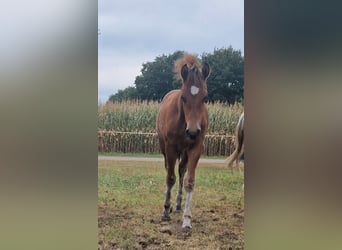 Freiberger, Stallion, Foal (04/2025), 15,1 hh, Brown