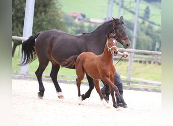 Freiberger, Stallion, Foal (04/2025), 15,1 hh, Brown