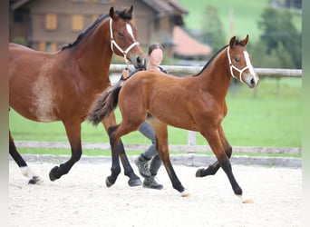 Freiberger, Stallion, Foal (03/2025), 15,1 hh, Brown