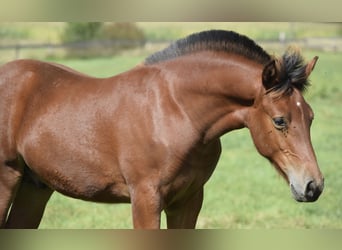 Freiberger, Stallion, Foal (04/2025), 15,1 hh, Brown