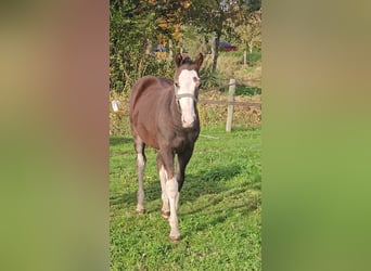 Freiberger, Stallion, Foal (05/2025), 15,1 hh, Chestnut