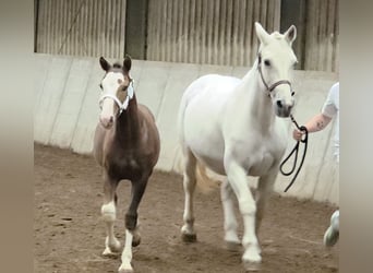 Freiberger, Stallion, Foal (05/2025), 15,1 hh, Chestnut