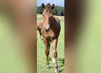 Freiberger, Stallion, Foal (04/2025), 15,2 hh, Brown
