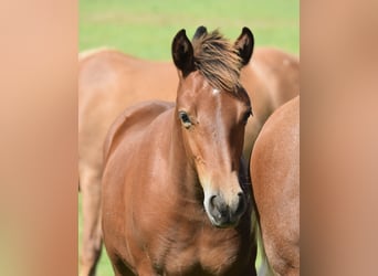 Freiberger, Stallion, Foal (04/2025), 15,2 hh, Brown