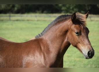 Freiberger, Stallion, Foal (04/2025), 15,2 hh, Brown