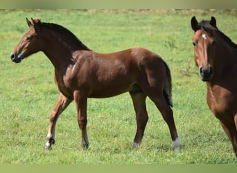 Freiberger, Stallion, Foal (04/2025), 15,2 hh, Brown