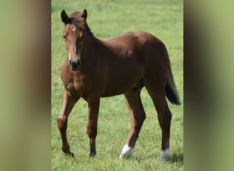 Freiberger, Stallion, Foal (04/2025), 15,2 hh, Brown