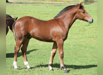 Freiberger, Stallion, Foal (04/2025), 15,2 hh, Brown