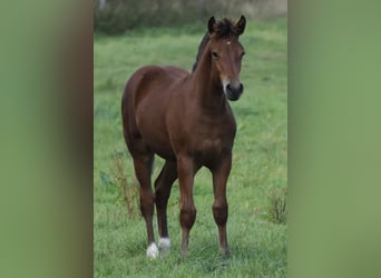 Freiberger, Stallion, Foal (04/2025), 15,2 hh, Brown