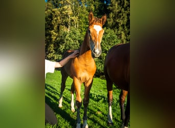 Freiberger, Stallion, Foal (05/2026), 16 hh, Brown