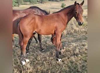 Freiberger, Stallion, Foal (03/2026), 16 hh, Brown