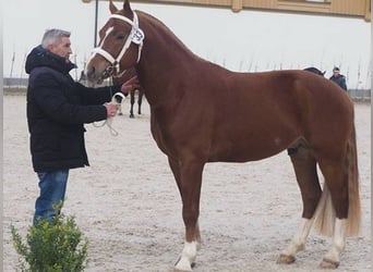 Freiberger, Stallion, Foal (03/2026), 16 hh, Brown