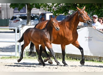 Freiberger, Stallion, Foal (04/2025), Bay-Dark