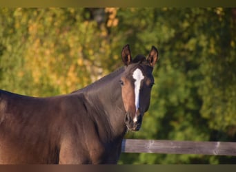 Freiberger, Stallion, Foal (04/2025), Bay-Dark