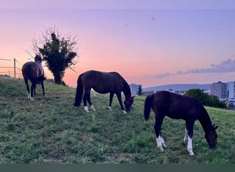 Freiberger, Stallion, Foal (04/2025), Bay-Dark