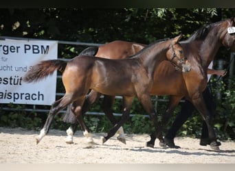 Freiberger, Stallion, Foal (03/2024), Bay-Dark