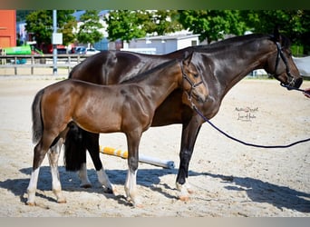 Freiberger, Stallion, Foal (04/2025), Bay-Dark