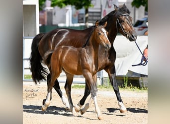 Freiberger, Stallion, Foal (04/2025), Bay-Dark