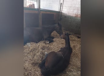 Freiberger, Stallion, Foal (04/2025), Bay-Dark